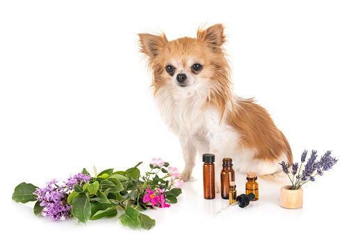 l'aromathérapie ou les huiles essentielles pour le chien